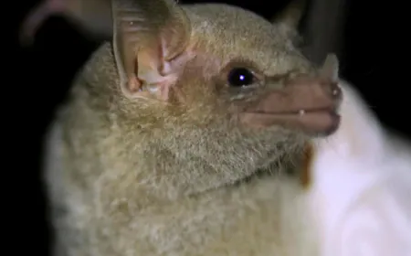 Mexican long-nosed bats now being tracked via "eDNA" using their saliva
