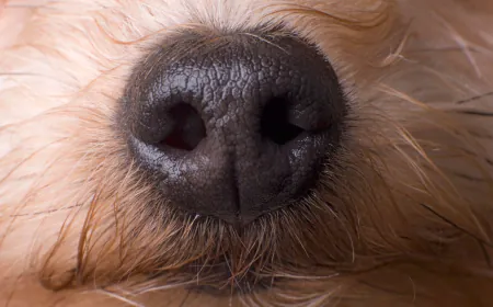 A Nose-Computer Interface Could Turn Dogs Into Super Detectors