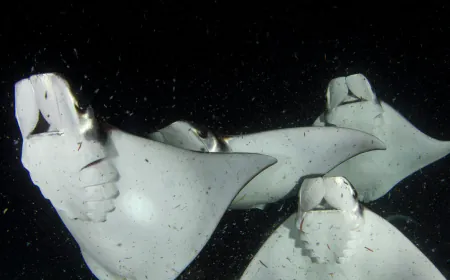 Mobulas, an Aquatic Wonder of the Gulf of California, Are Disappearing
