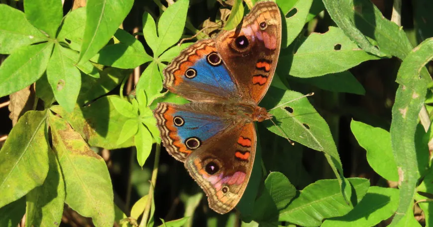 22% of butterflies in U.S. disappeared in 2 decades, study finds