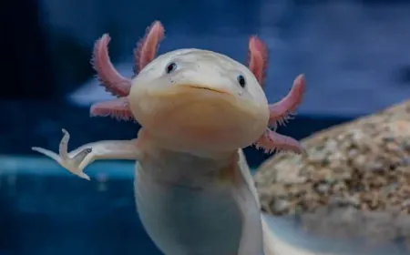 In Search of the Last Wild Axolotls
