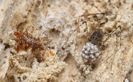 "Bone collector" caterpillar disguises itself in the remains of its prey