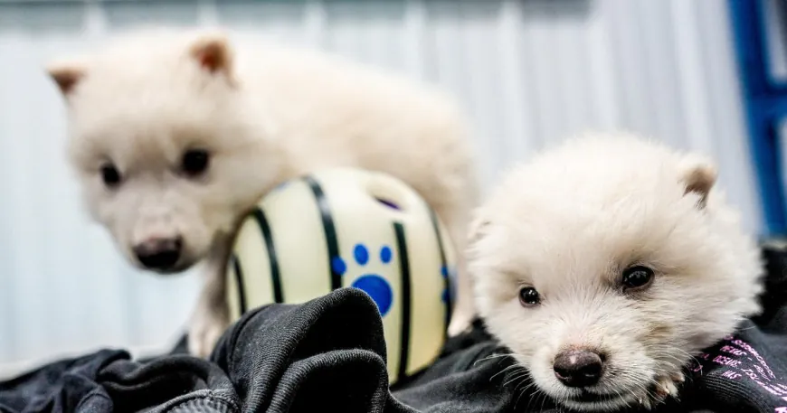 Dire wolf pups born 12,500 years after extinction, company says