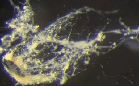 Scientists Have Just Discovered a New Type of Electricity-Conducting Bacteria