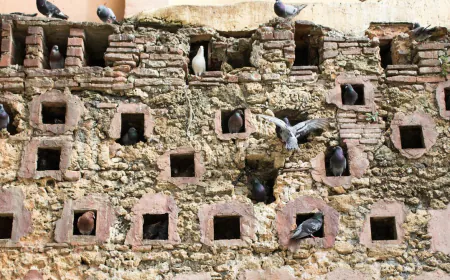 Why Pigeons at Rest Are at the Center of Complexity Theory