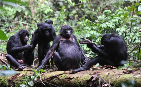 These Apes Are Matriarchal, but It Doesn’t Mean They’re Peaceful