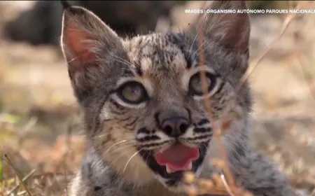 Bouncing back: Spain's Iberian lynx saved from extinction
