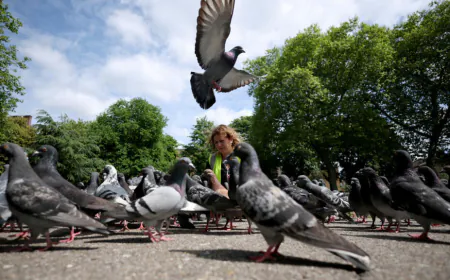 ????The Bright Side: The compassionate mission to rescue London’s pigeons