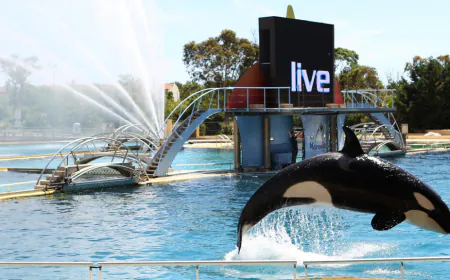 Video of two orcas in algae-infested pool in France sparks concern for their welfare