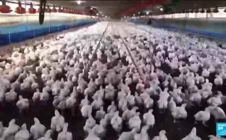 Mexico, Chile and Uruguay halt poultry imports from Brazil after bird flu outbreak