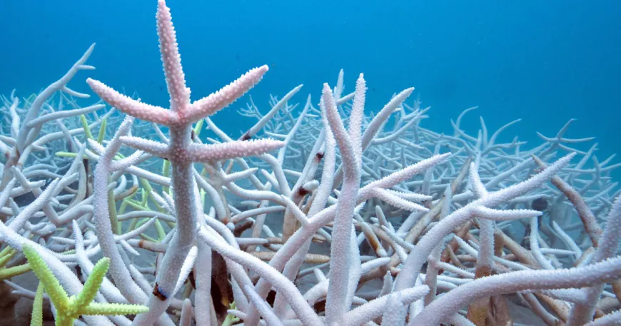 Coral reef bleaching hits 84% worldwide, worst on record, surveys show