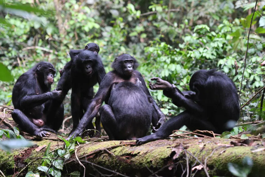 These Apes Are Matriarchal, but It Doesn’t Mean They’re Peaceful