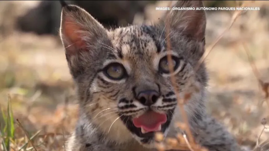 Bouncing back: Spain's Iberian lynx saved from extinction