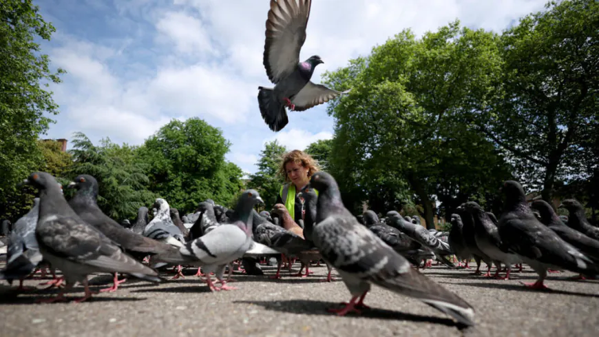 ????The Bright Side: The compassionate mission to rescue London’s pigeons