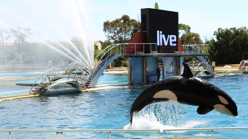 Video of two orcas in algae-infested pool in France sparks concern for their welfare