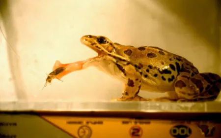 The fascinating world of biomimicry