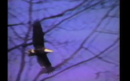 From 1979: Oil refinery vs. bald eagle
