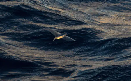 Protecting the ocean: What is the high seas treaty?