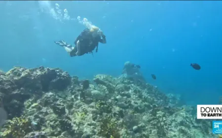 Diving: Can coral reefs survive mass tourism?