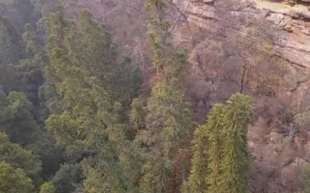 Secret mission saves rare prehistoric trees from Australia bushfires