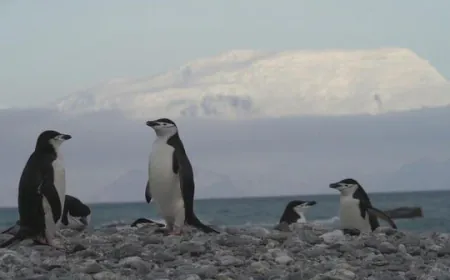 Penguin species in Antarctica hit hard by climate change