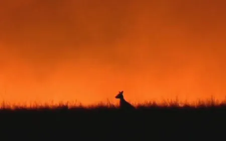 Worldwide effort to save Australia's animals amid devastating wildfires