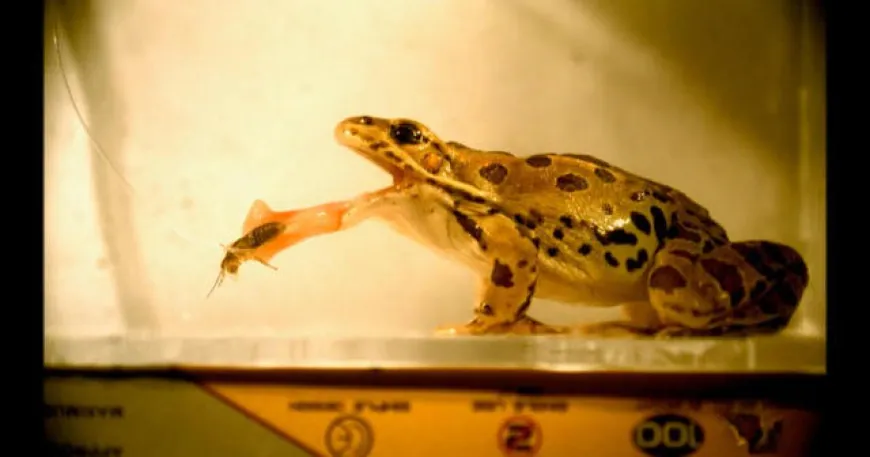 The fascinating world of biomimicry