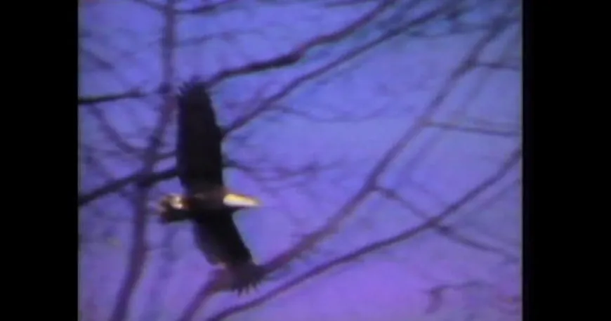 From 1979: Oil refinery vs. bald eagle