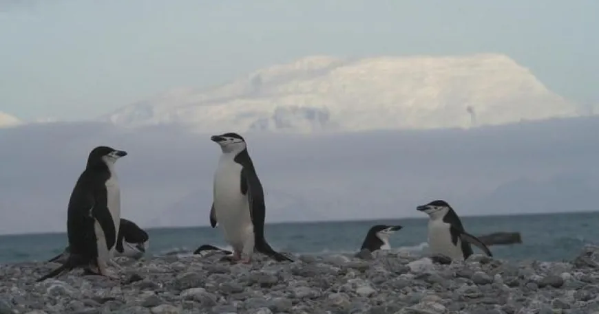 Penguin species in Antarctica hit hard by climate change