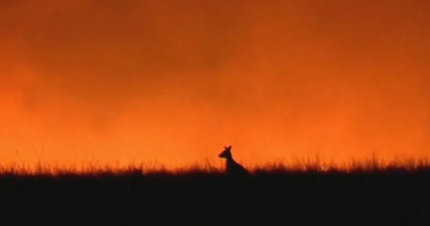 Worldwide effort to save Australia's animals amid devastating wildfires
