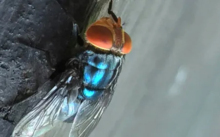 Billions of flies to be dumped from planes to fight flesh-eating screwworms