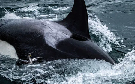 Killer whales caught on video grooming each other with seaweed
