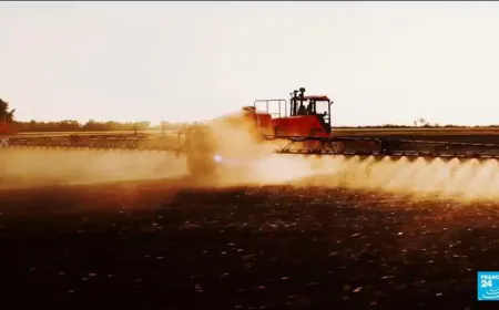 Public outcry in France over return of banned insecticide