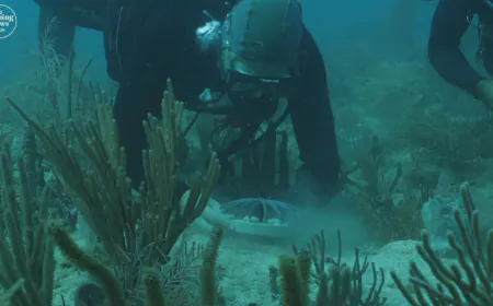 Crossbreeding corals from Honduras could help protect Florida's coast