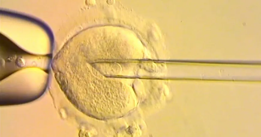 8 babies born with DNA from 3 people in world-first IVF trial