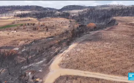 Southern France vineyards solidary after wildfires rave over 1 million hectares