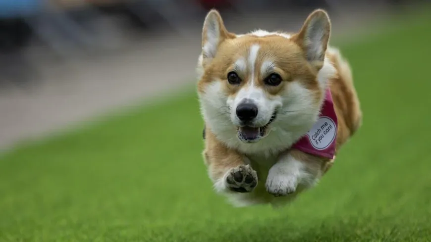 The Bright Side: Welsh corgis from all over Europe go head to head in Vilnius races