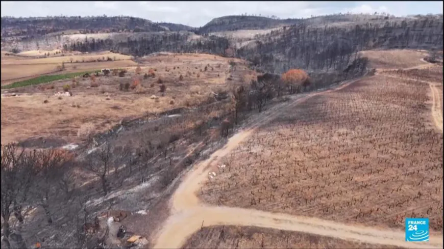 Southern France vineyards solidary after wildfires rave over 1 million hectares