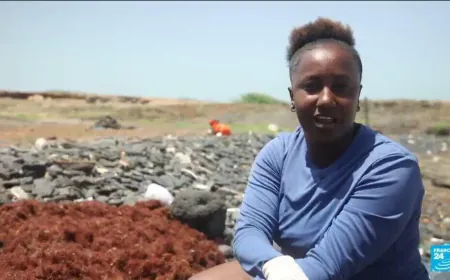 From menace to fertiliser: The women fighting back against Cape Verde's seaweed surge