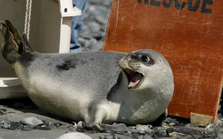 Arctic seals, most bird species on new list of threatened species