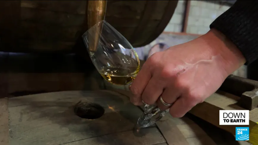 To peat, or not to peat? Scotch whisky's iconic ingredient at heart of climate concerns