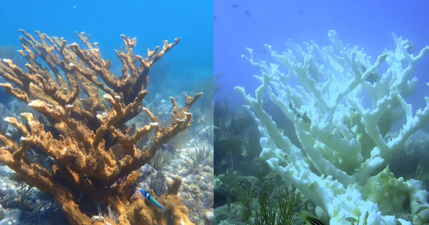Heat wave caused key part of Florida coral reef to become "functionally extinct"