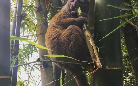 Lemurs in Madagascar Face an Unexpected Killer