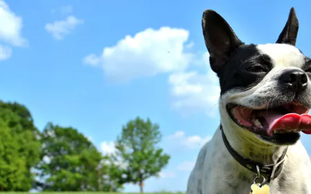 The Climate Impact of Owning a Dog
