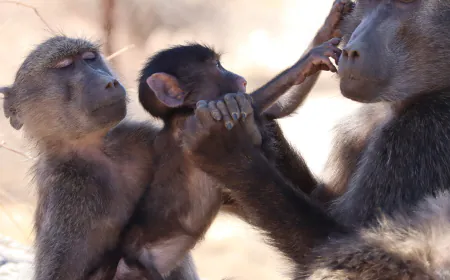 Baboon Sibling Rivalry Suggests Monkeys Feel Jealousy Like People