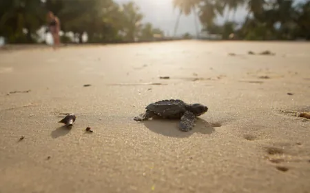 'One in 1,000': Gabon eco-rangers battle for baby sea turtles' survival against the odds