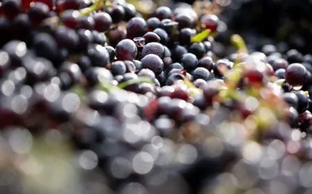 600-year-old pinot noir grape seed found in medieval hospital