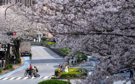 Japan welcomes sakura season with cherry blossoms in full bloom