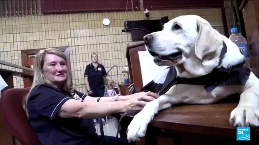 South Africa turns to dogs to help children in court