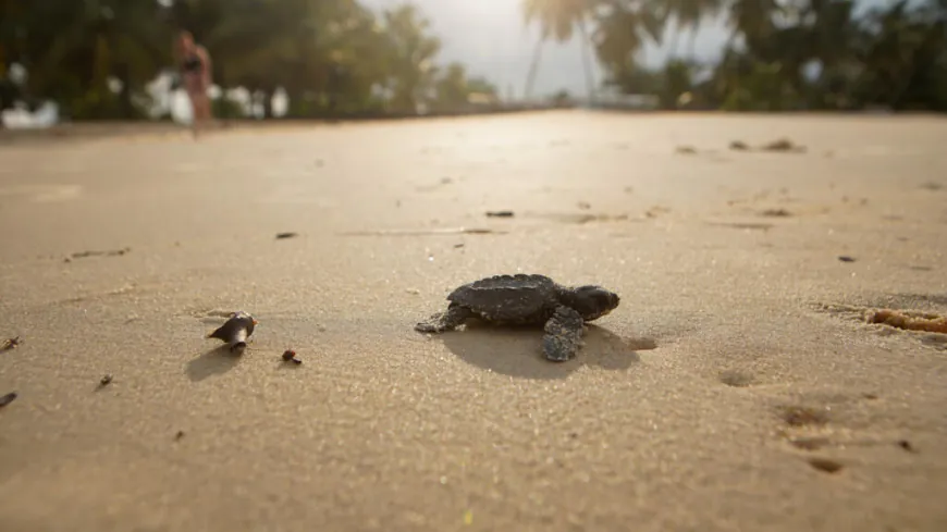 'One in 1,000': Gabon eco-rangers battle for baby sea turtles' survival against the odds